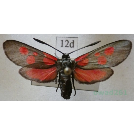 Zygaena meliloti Hübner, 1796 Czech12d